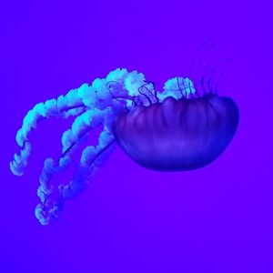 Meet your Posher, Kara